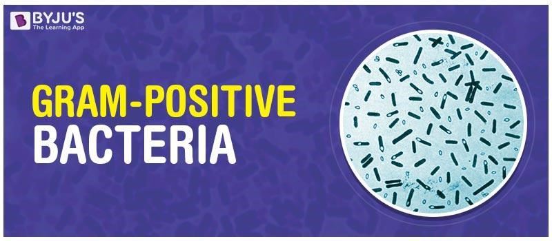 Gram Positive Bacteria