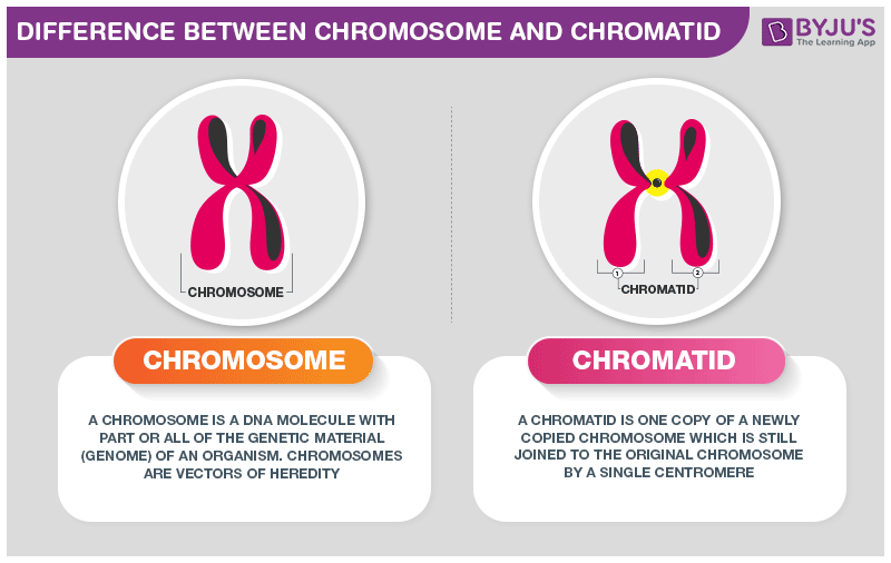 Difference between Chromosome and Chromatid