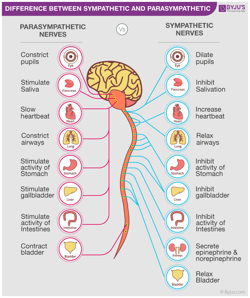 sympathetic vs parasympathetic chart