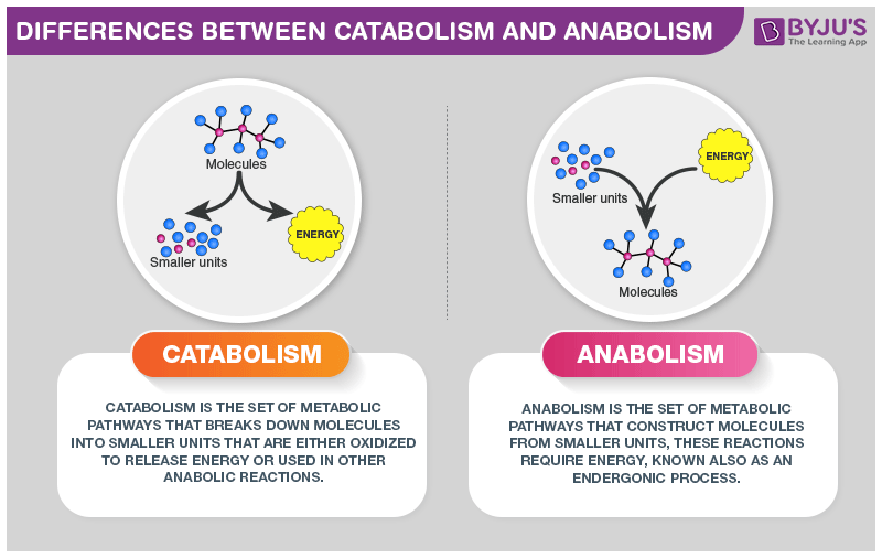 Differences Between Catabolism and Anabolism