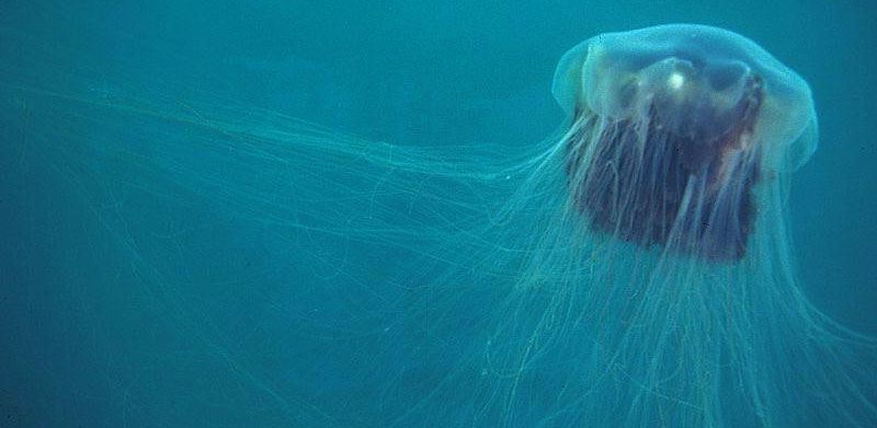 Phylum Coelenterata Phylum Coelenterata