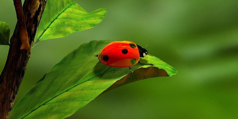 Phylum Arthropods Phylum Arthropods