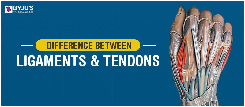 Difference Between Ligaments and Tendons