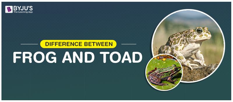 Difference Between Frog And Toad - The Major Differences