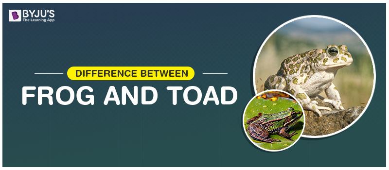 Difference Between Frog And Toad