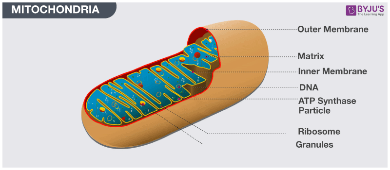 Mitochondria