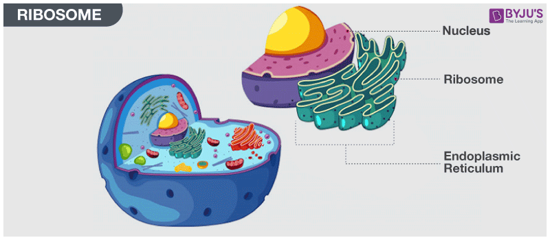 what are ribosomes