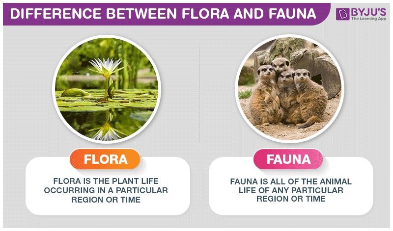 Flora Y Fauna Diferencias Y Similitudes Cuadro Comparativo Kulturaupice ...