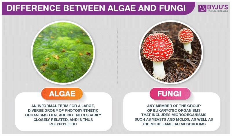 Algae And Fungi