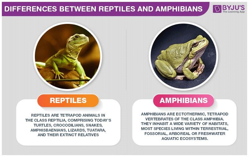 amphibian and reptile difference