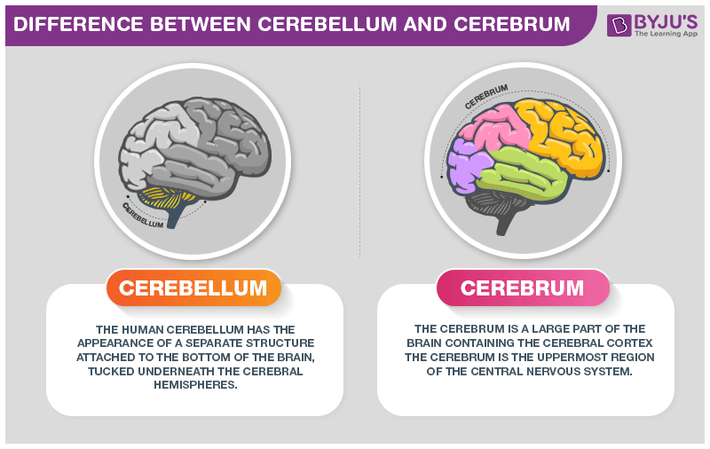 Difference Between Cerebellum and Cerebrum