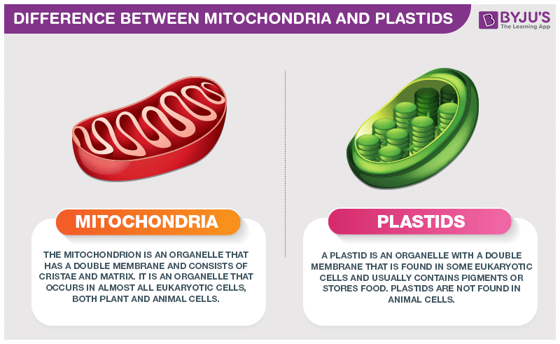 Difference Between Mitochondria and Plastids