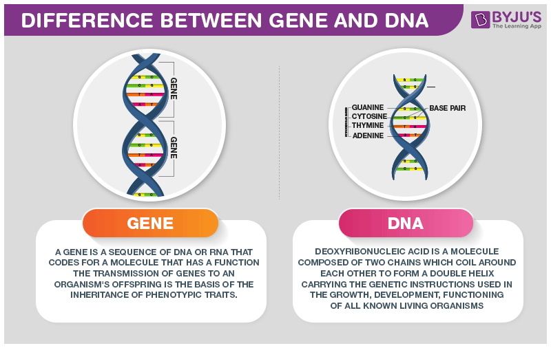 Difference Between Gene And DNA - BYJU'S