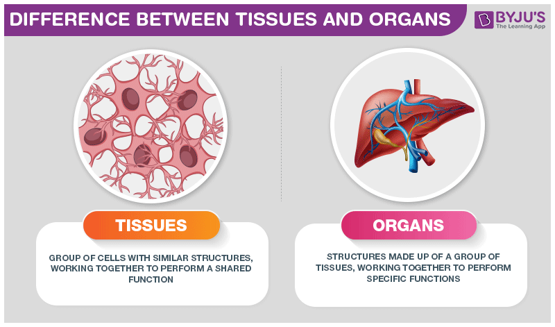 Difference Between Tissues and Organs