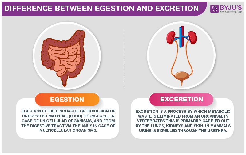 Difference Between Egestion And Excretion