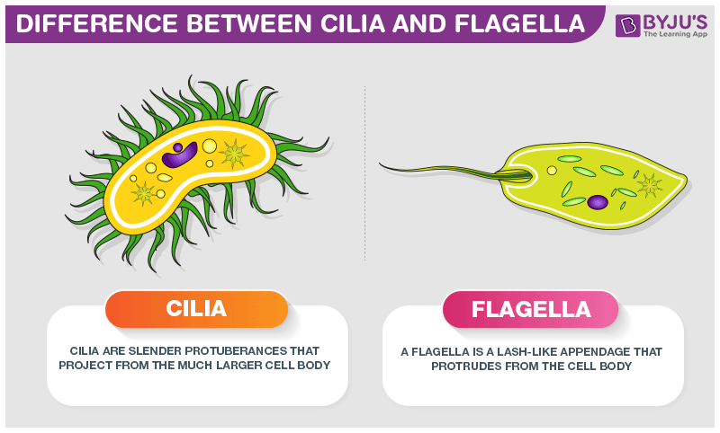 flagella in a plant cell