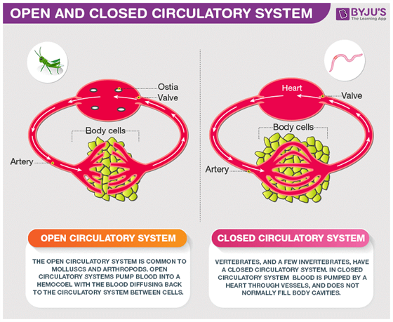 Closed Circulatory System Definition Biology JaliyahatYu