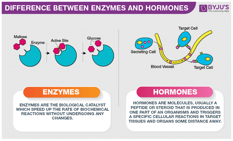 Difference Between Enzymes and Hormones