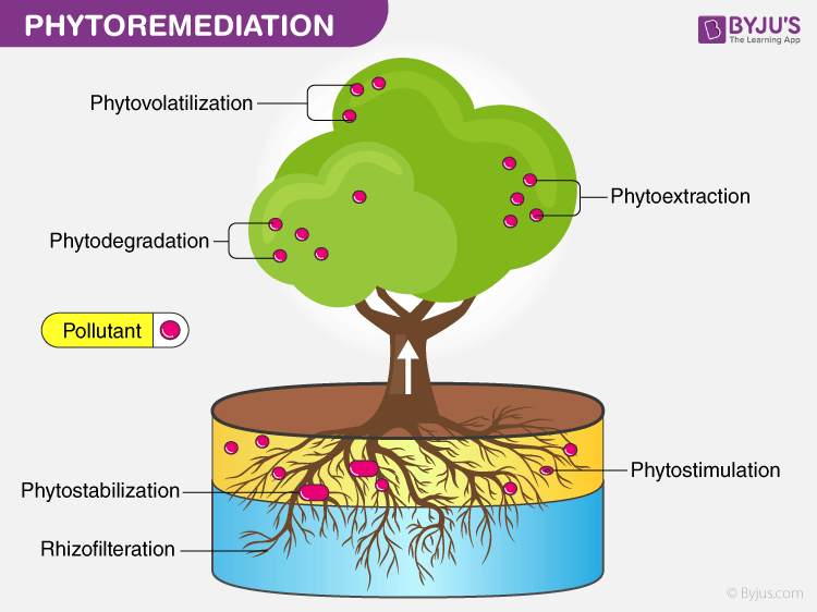 bioremediation examples