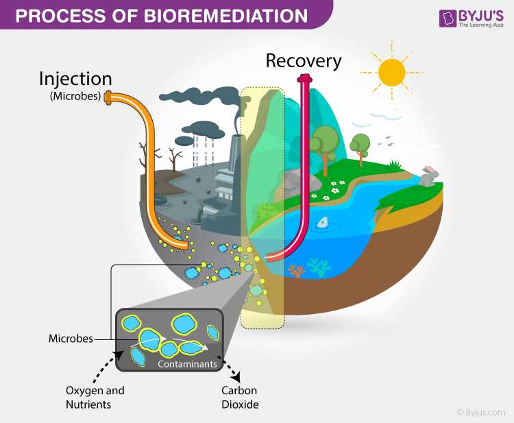 bioremediation bacteria