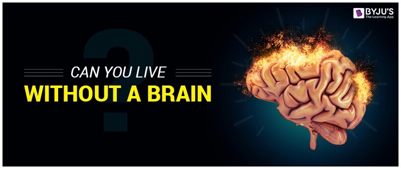 Can You Live Without a Brain? - Science Facts | BYJU’S