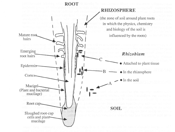 Rhizobium