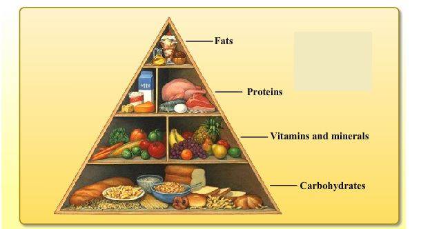 Food Chemistry  The Science of Food Components 