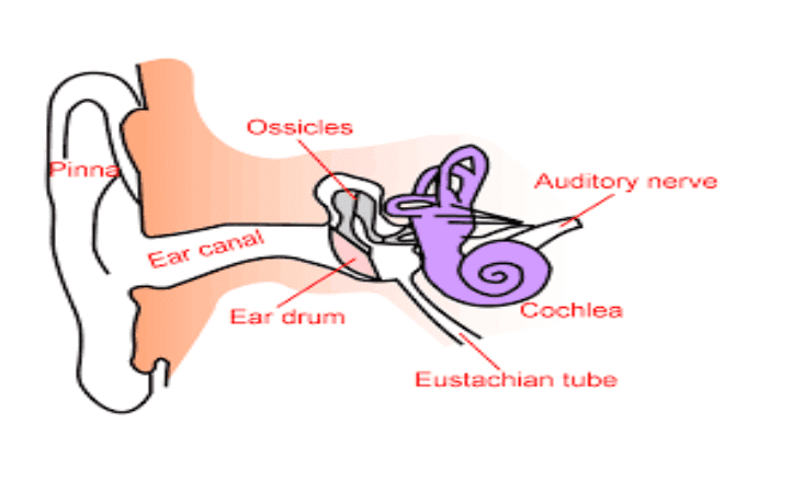 Human Ear It's structure and Its Functions @ BYJU'S