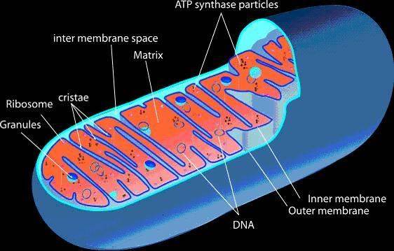 mitochondria-definition-structure-and-function-byju-s