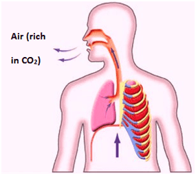 Respiration in Organisms thing you Need to Know @ BYJU'S