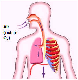 Respiration in Organisms thing you Need to Know @ BYJU'S