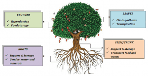 Plant & its parts