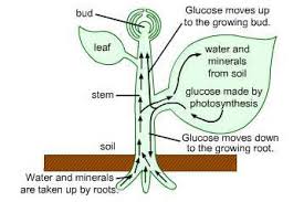 Transpiration & Transportation in Plants