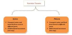 Vascular Tissue