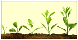 Plant Growth Regulators