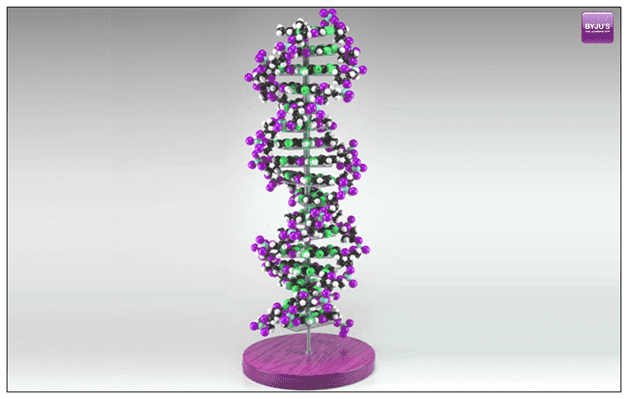 DNA Model - Science Project for Class 8 CBSE