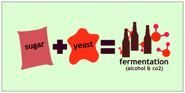 Fermentation Of Yeast Process Sugar Fermentation By Bacteria fermentation of yeast process sugar