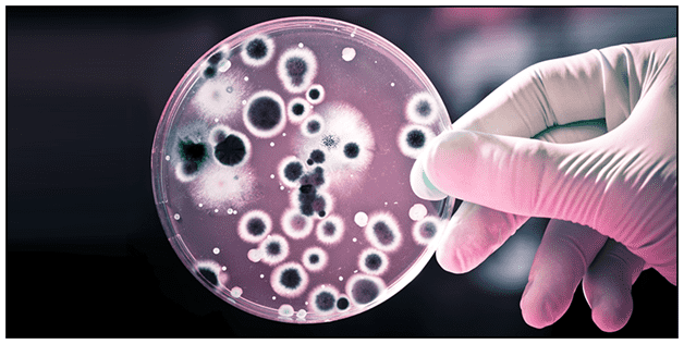 What Are Harmful Microorganisms