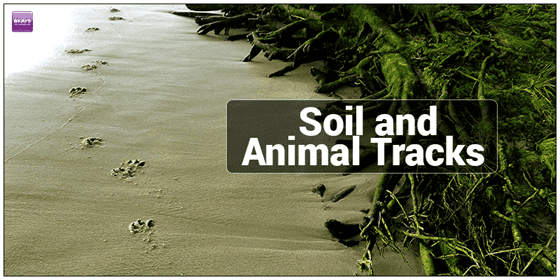 Types of Soil and Animal Tracks