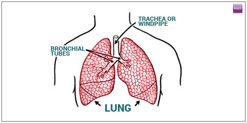 Lung Volume