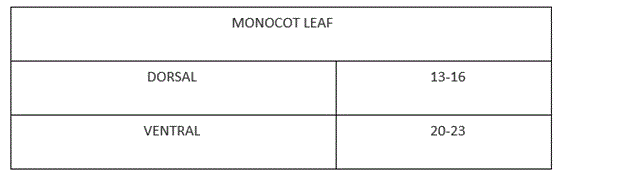 Monocot_leaf