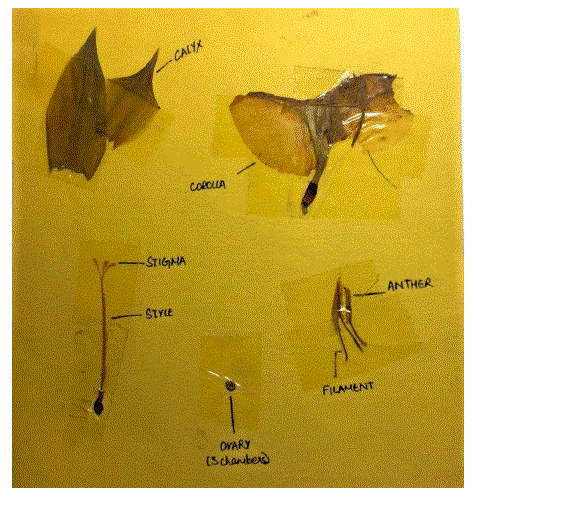 Biology class11 experiment3 image3