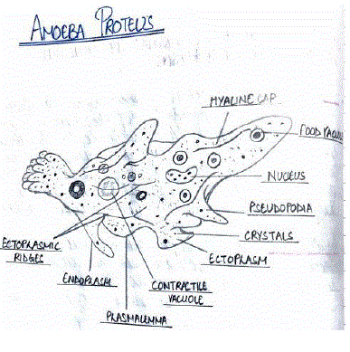 Amoeba Proteus