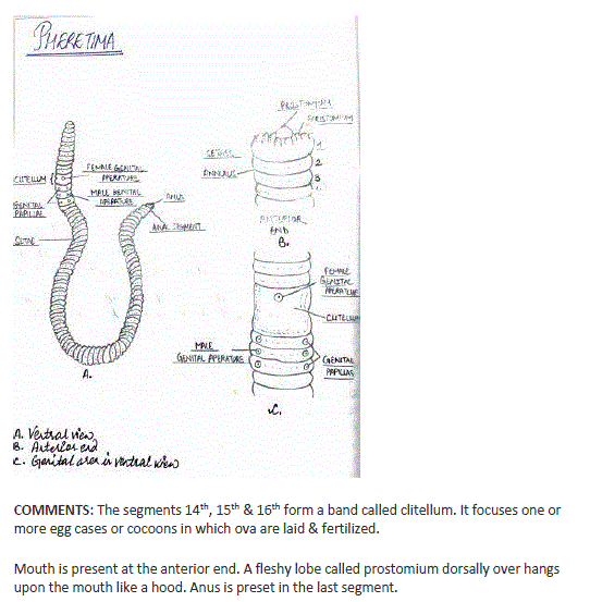 Biology Practical For Class 11 Practical Examination 21