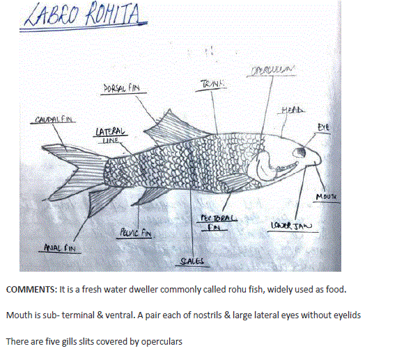 Labeo Rohita