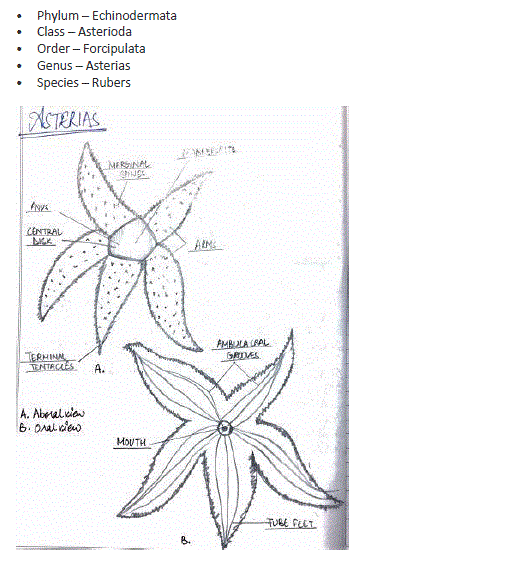 Asterias