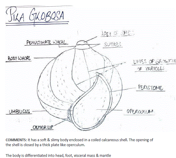 Pila Globosa