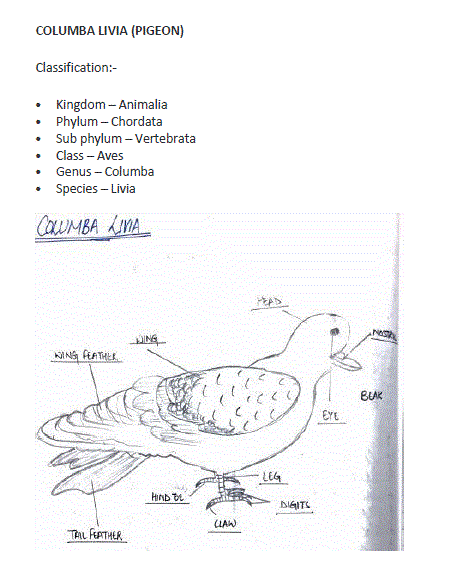 Columba Livia