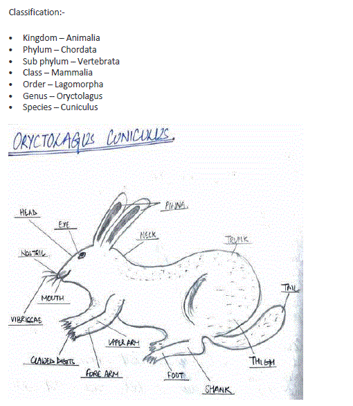 Oryctolagus