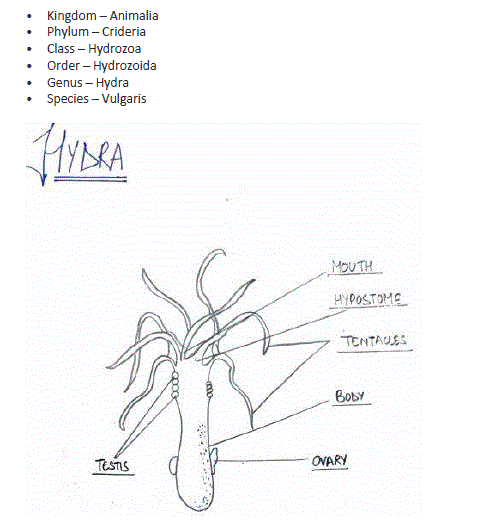 Hydra